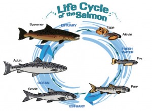 SalmonLifecycle